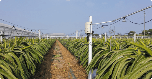 ������ɳ����ɭ����������ũ������